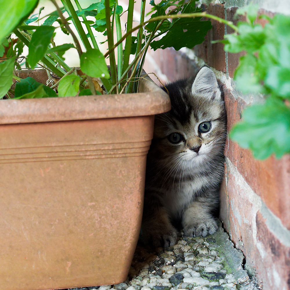 Katzennachwuchs.jpg