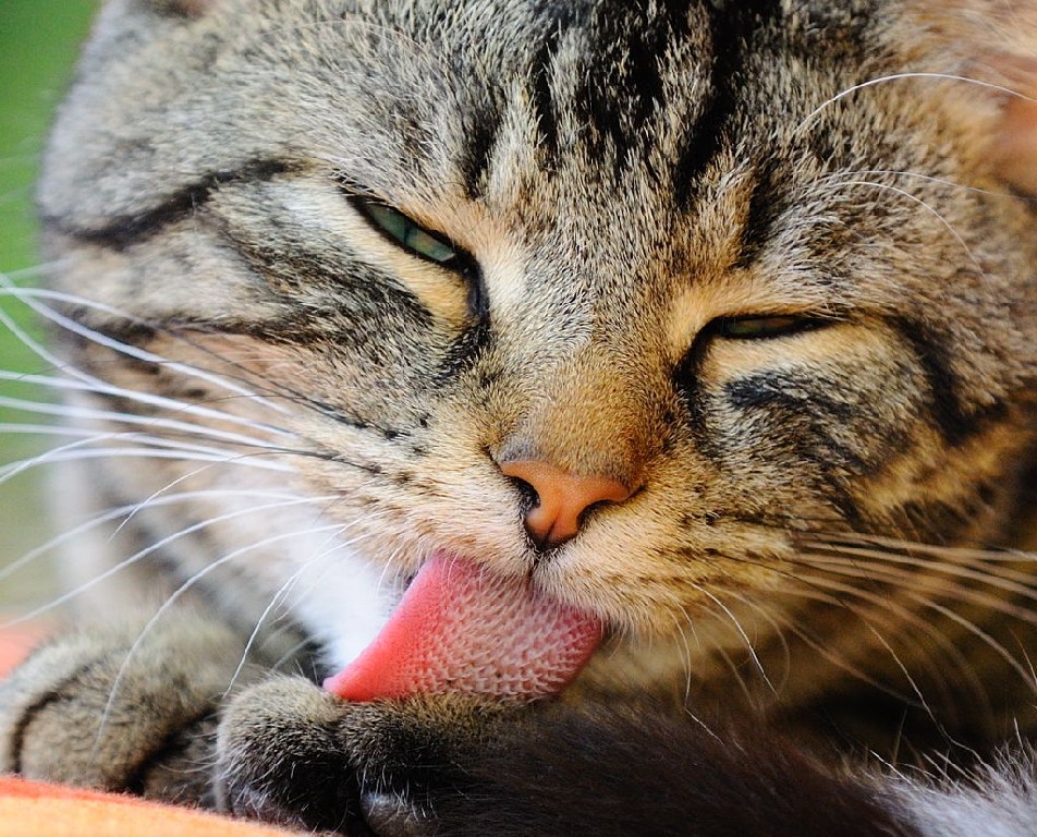 Katzenzunge