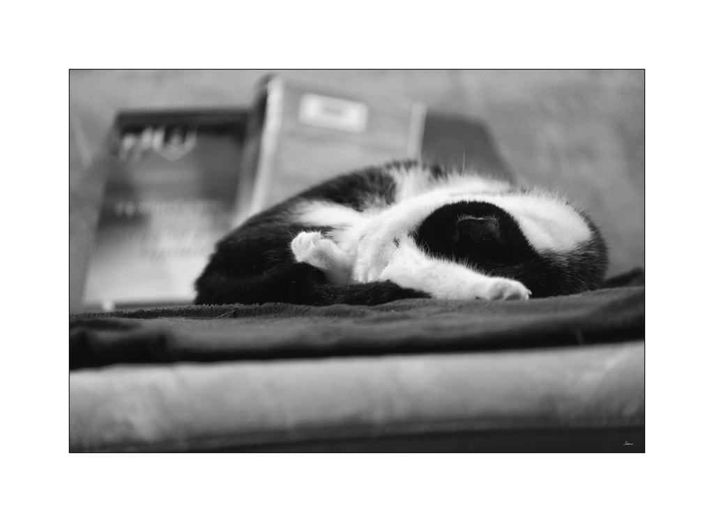 KatzePZ1 0367