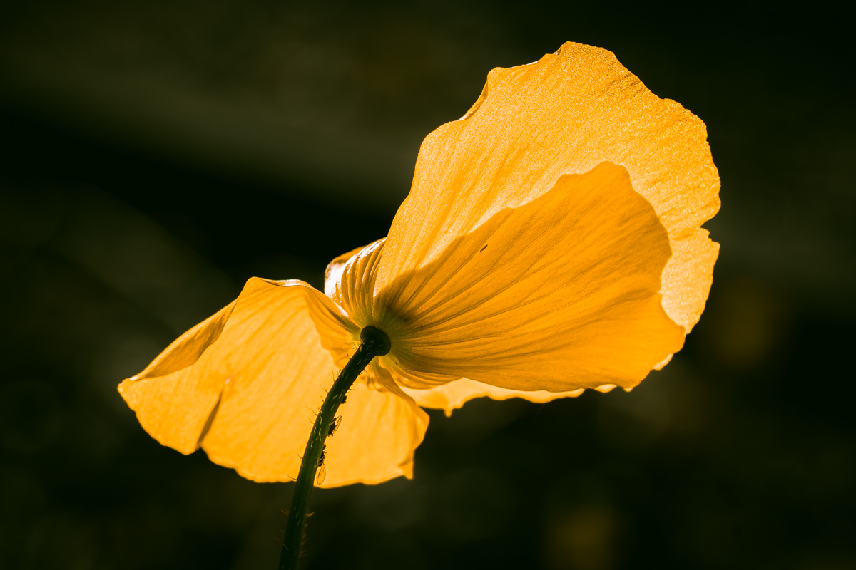Kaukasischer Mohn