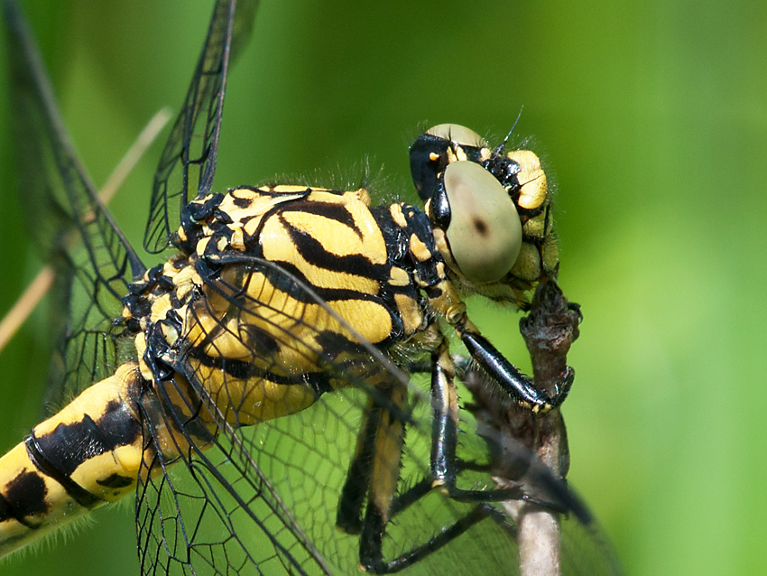 Keiljungfer 2012 06 07 006