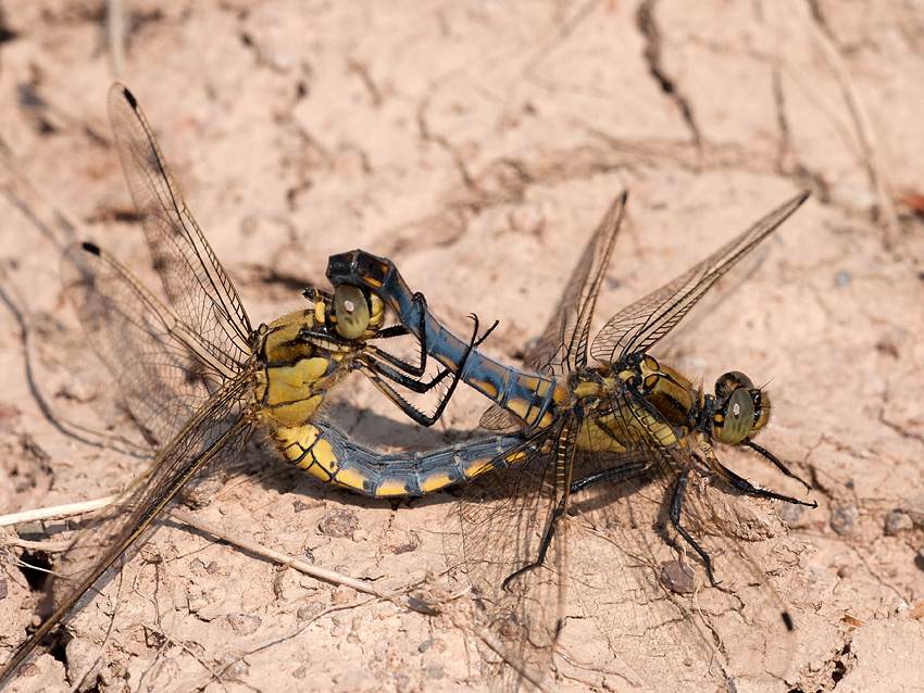 Keiljungfer Westliche 2012 05 30 002