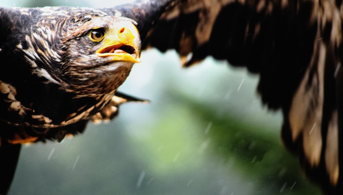 Kein Flugwetter...