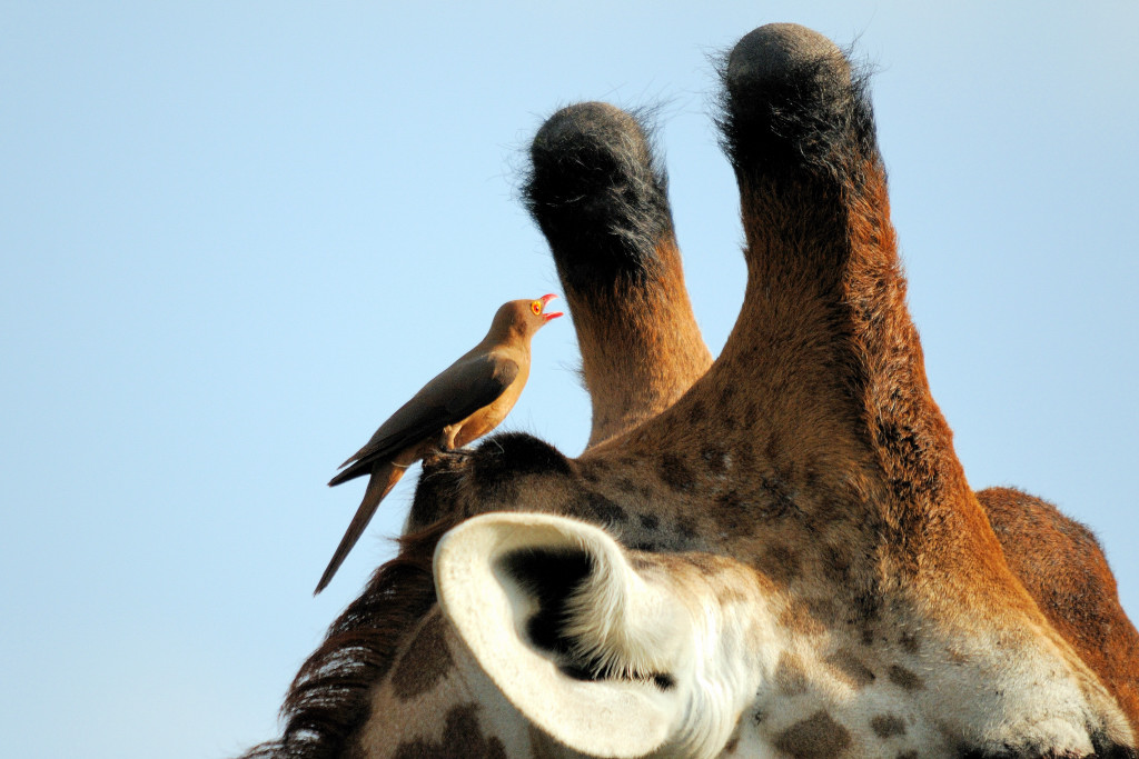 Kenia 12/2010 03 (Ausschnitt)