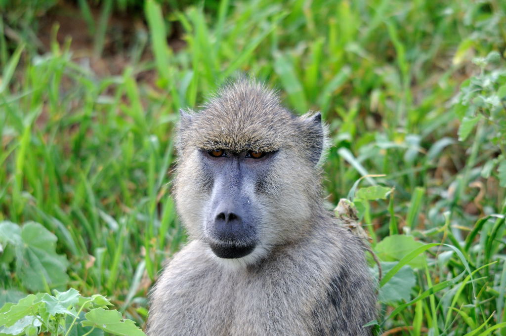 Kenia 12/2010 05