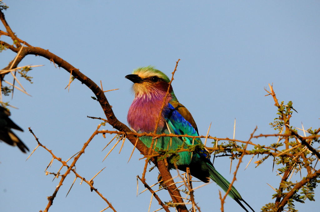 Kenia 12/2010 07