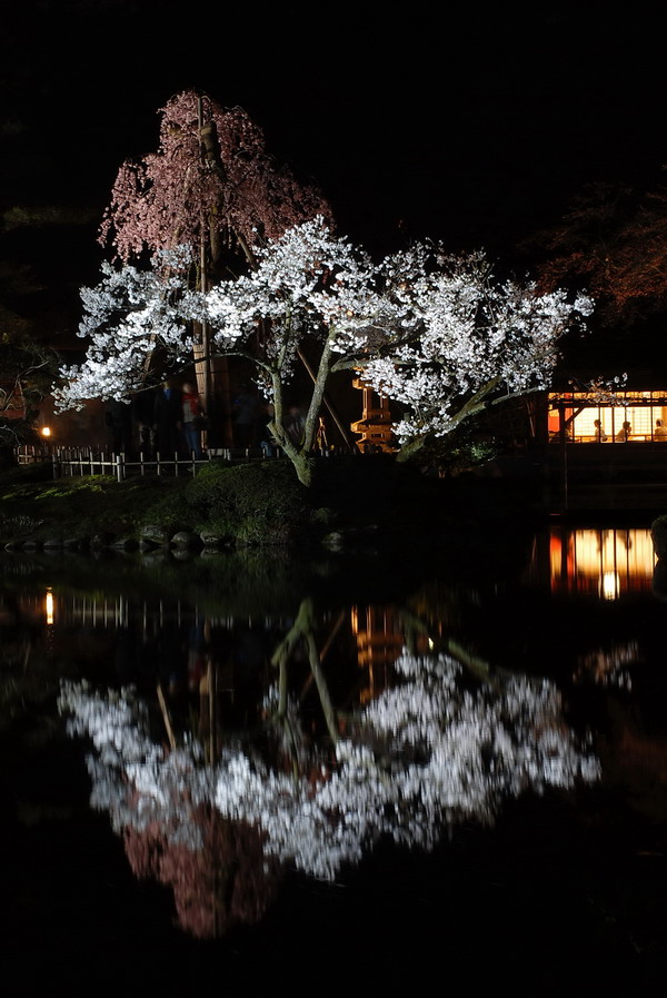 Kenrokuen no Yozakura