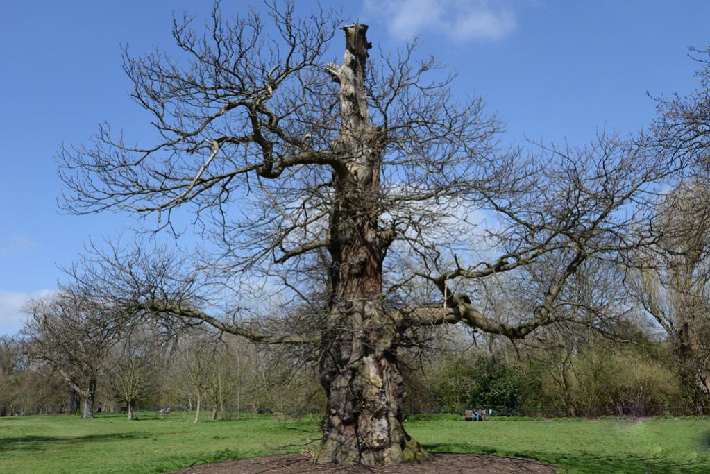 Kensington Park 
Baum, 600 Jahre alt