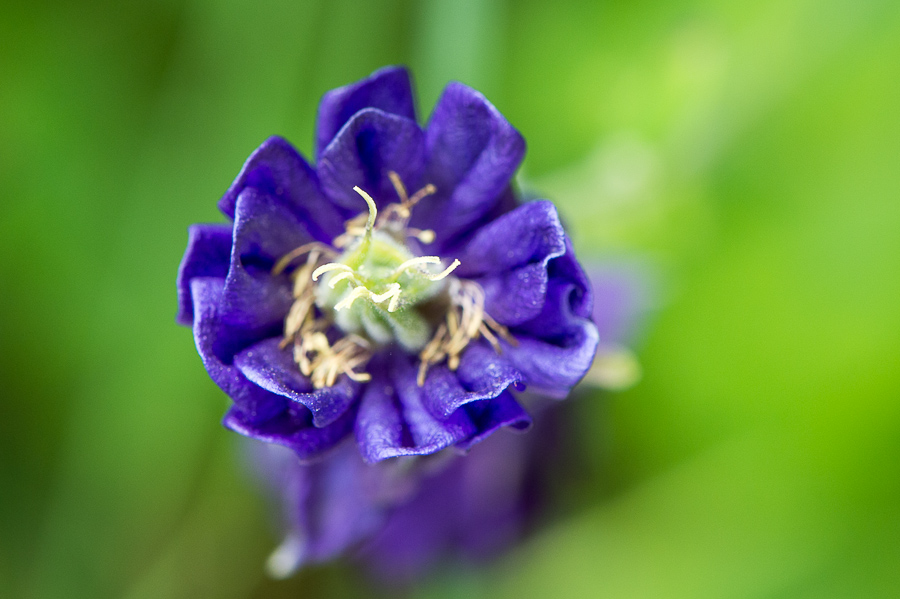kenzaburo blumen 105
