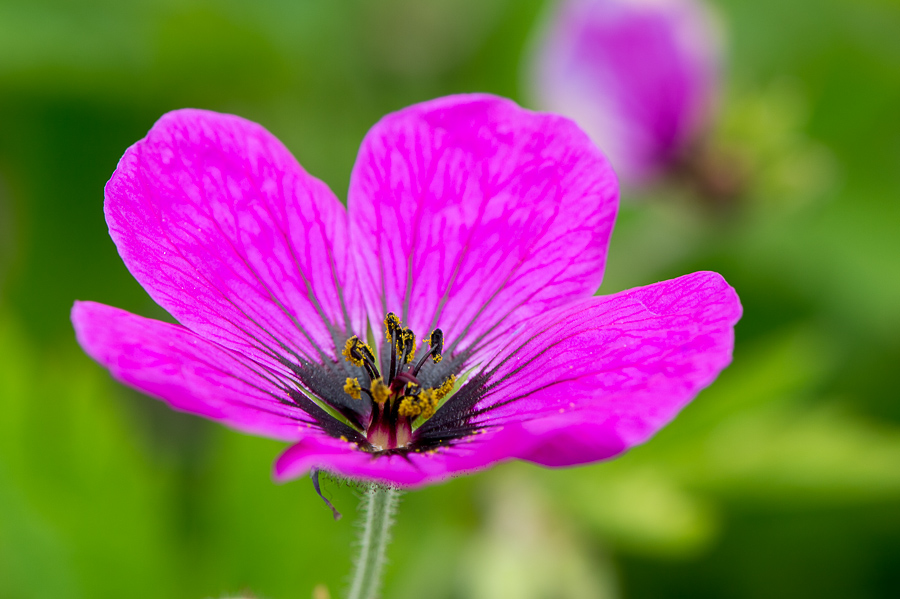 kenzaburo blumen 106