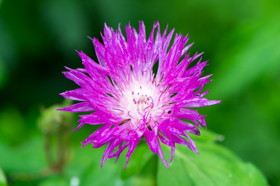 kenzaburo blumen 107