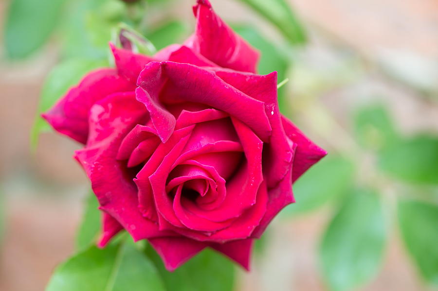 kenzaburo blumen 108