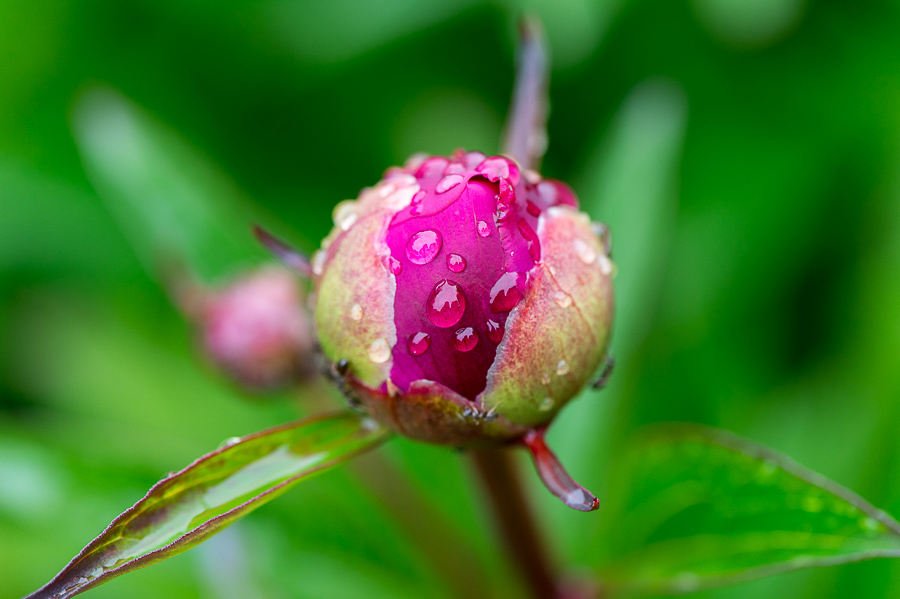 kenzaburo blumen 109