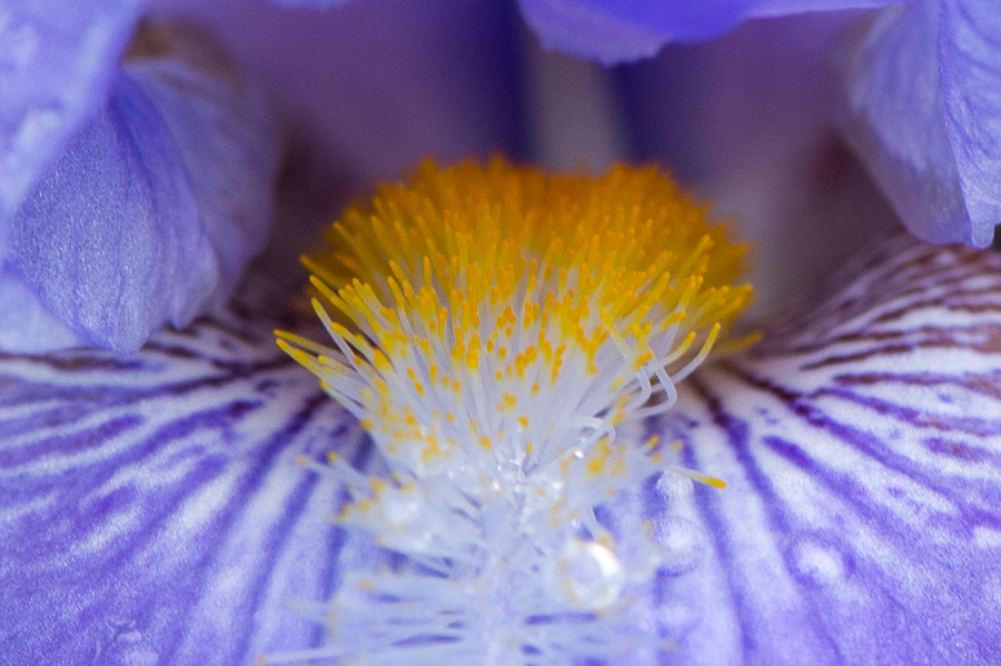 kenzaburo blumen 110