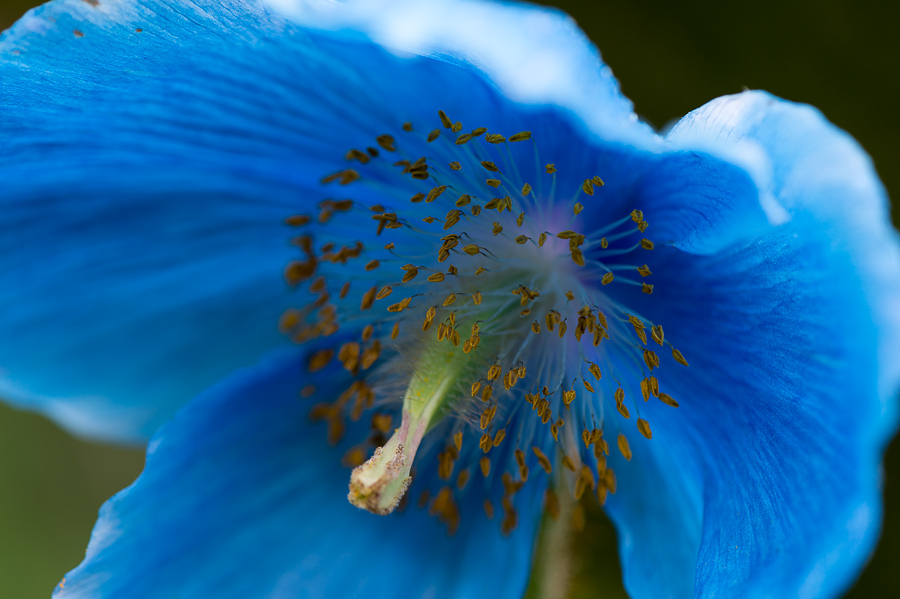 kenzaburo blumen 116