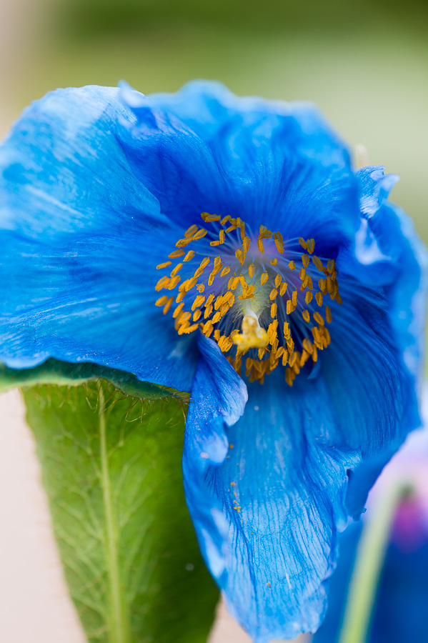 kenzaburo blumen 118