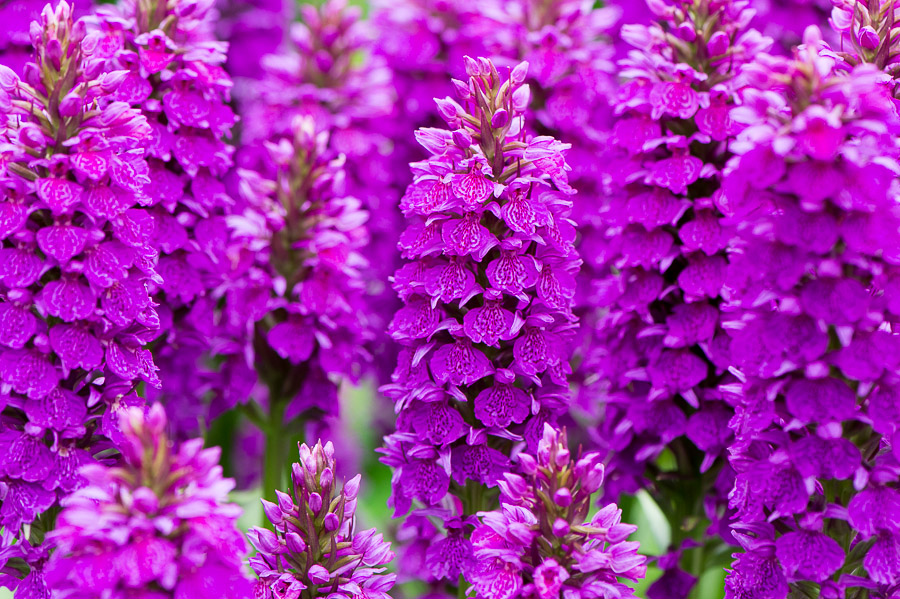 kenzaburo blumen 121