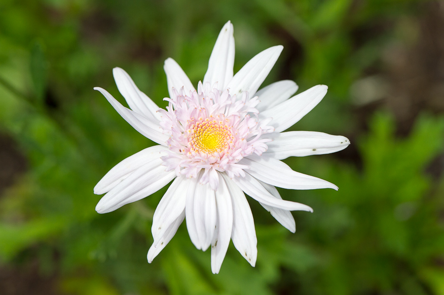 kenzaburo blumen 128