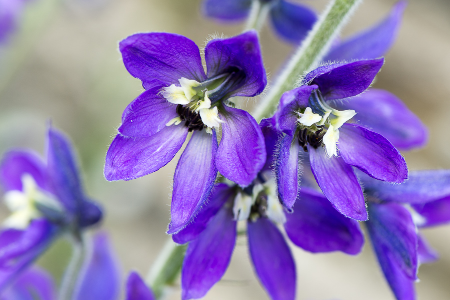 kenzaburo blumen 129
