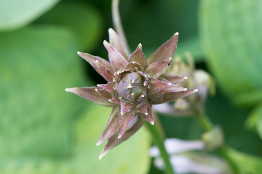 kenzaburo blumen 137