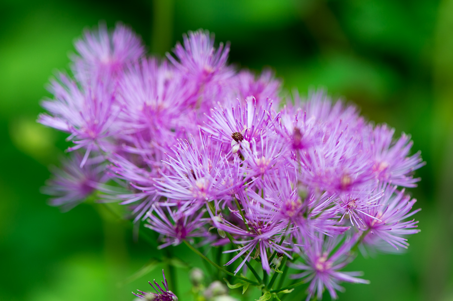 kenzaburo blumen 139