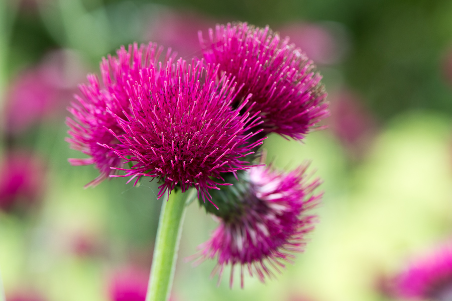 kenzaburo blumen 147