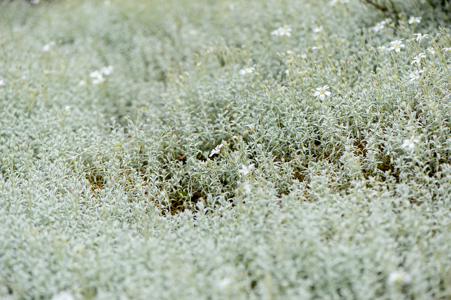 kenzaburo blumen 152