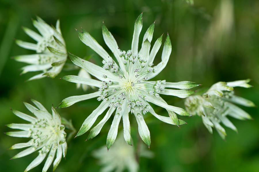 kenzaburo blumen 161