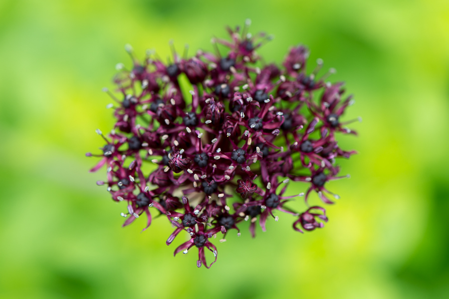 kenzaburo blumen 162