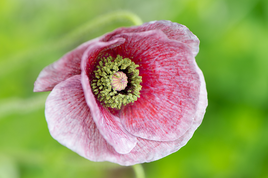 kenzaburo blumen 163