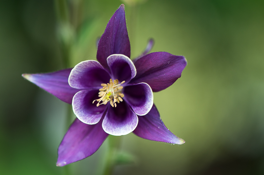 kenzaburo blumen 168