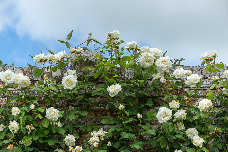 kenzaburo blumen 171