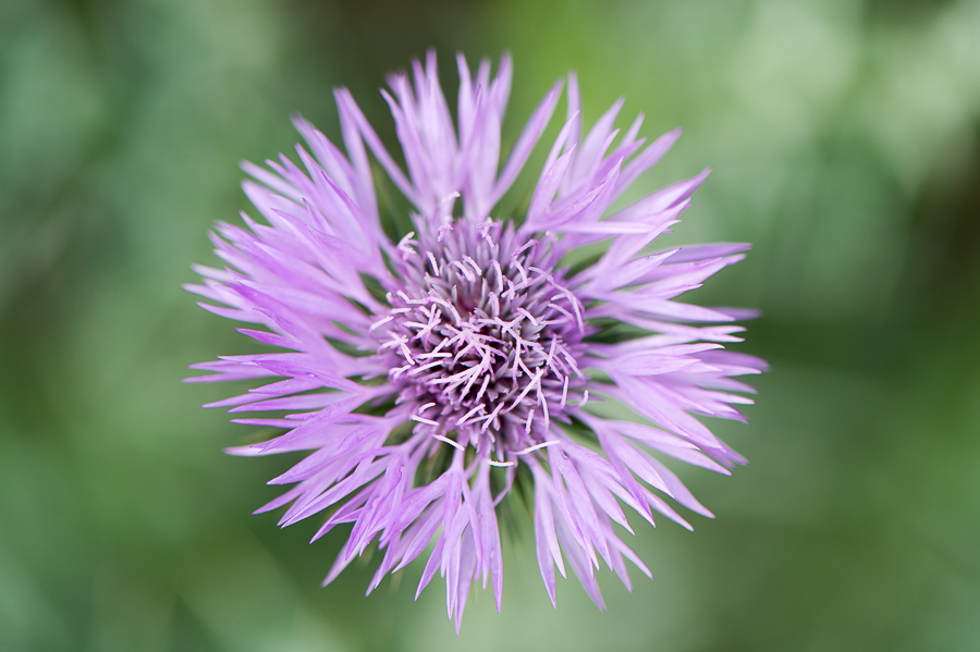 kenzaburo blumen 176