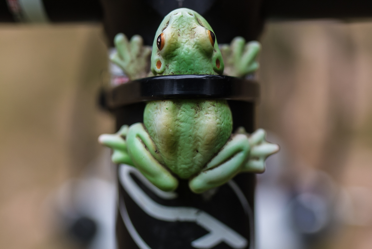 Kermit (1 von 1).JPG