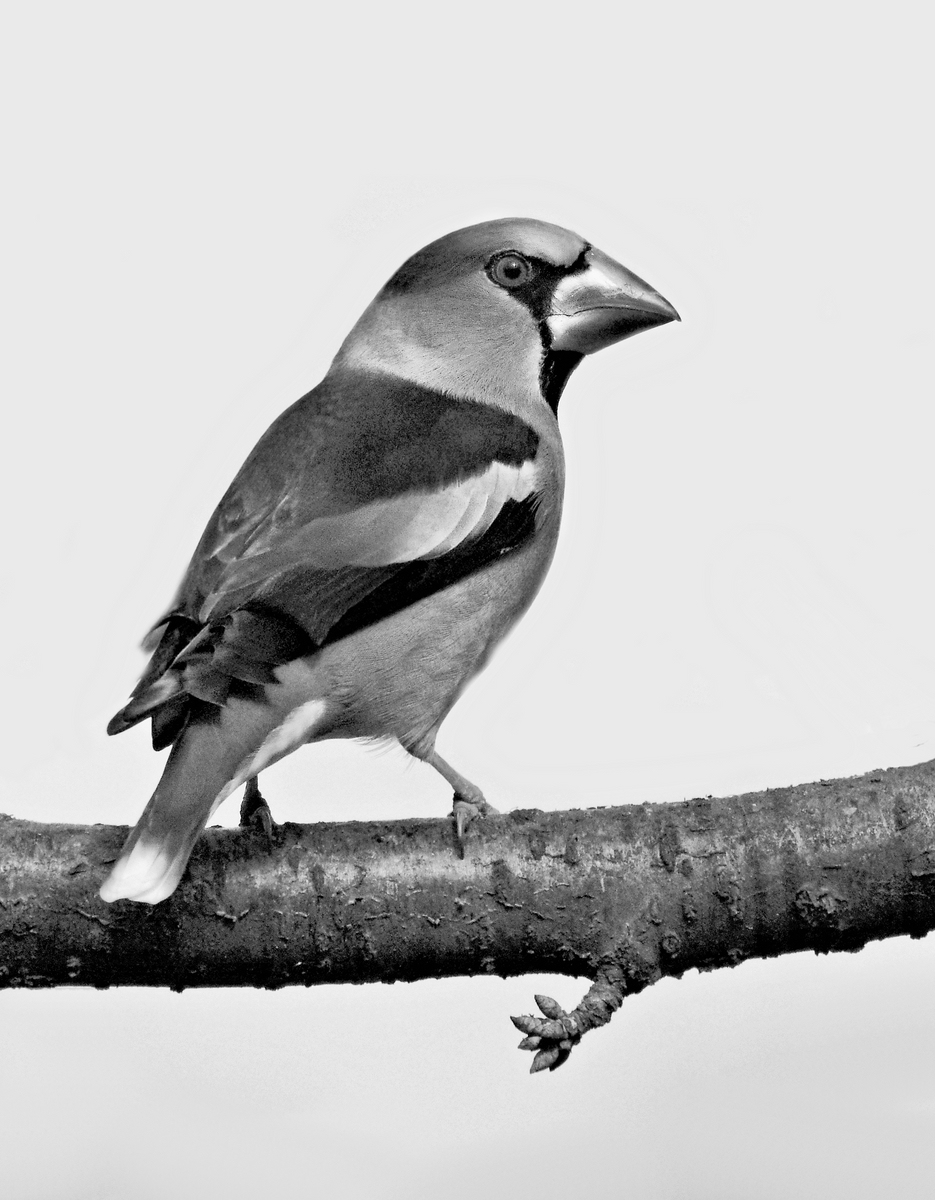 Kernbeisser.jpg
