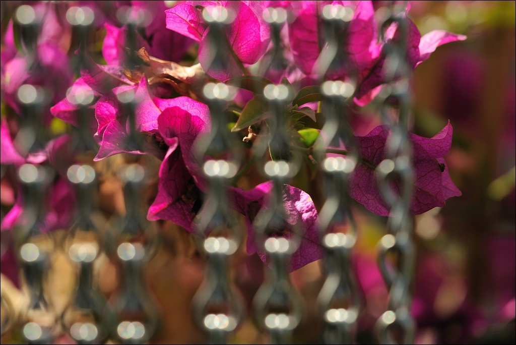 Kettenblüte