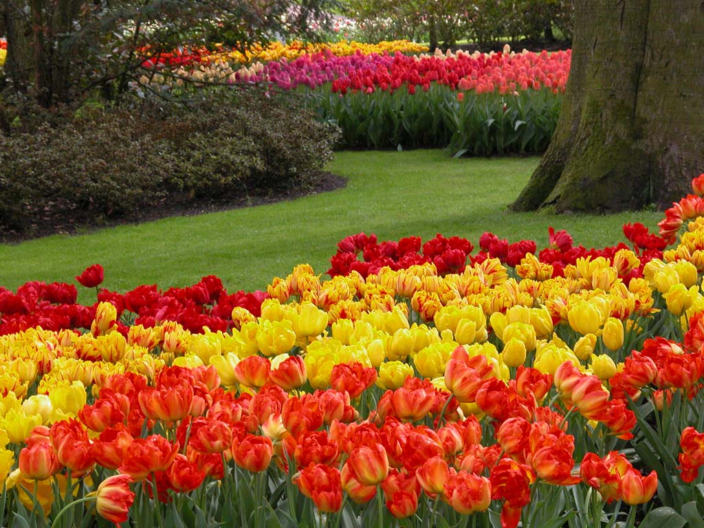 Keukenhof tulpen