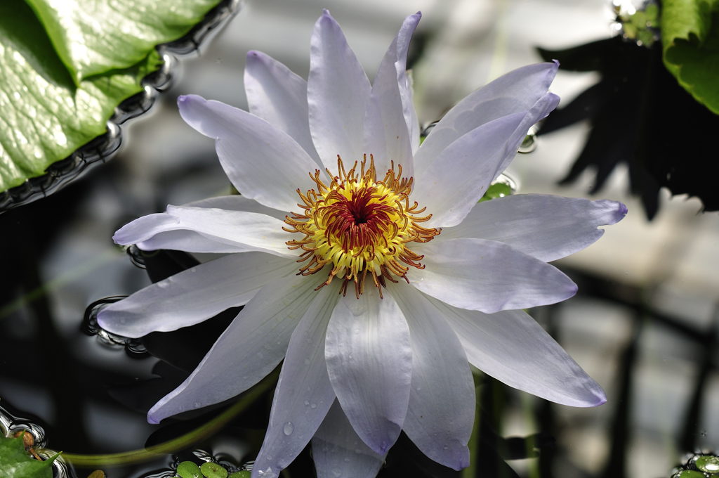Kew Gardens Sea Rose