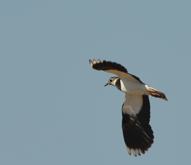 Kiebitz Flug 1