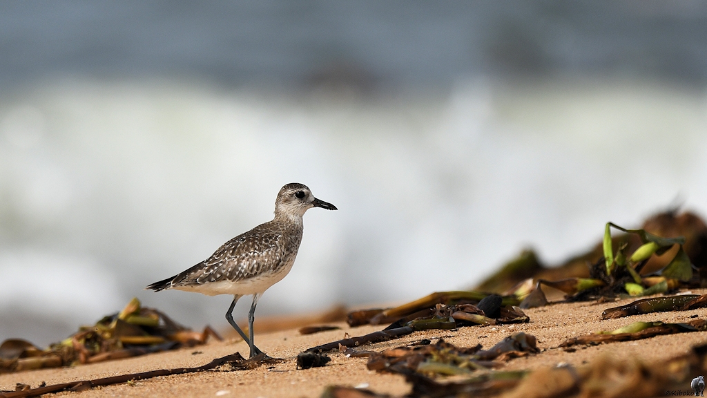 Kiebitzregenpfeifer (Grey Plover)
Lahou-Plage

s926 Lahou Plage GreyPlover 7388