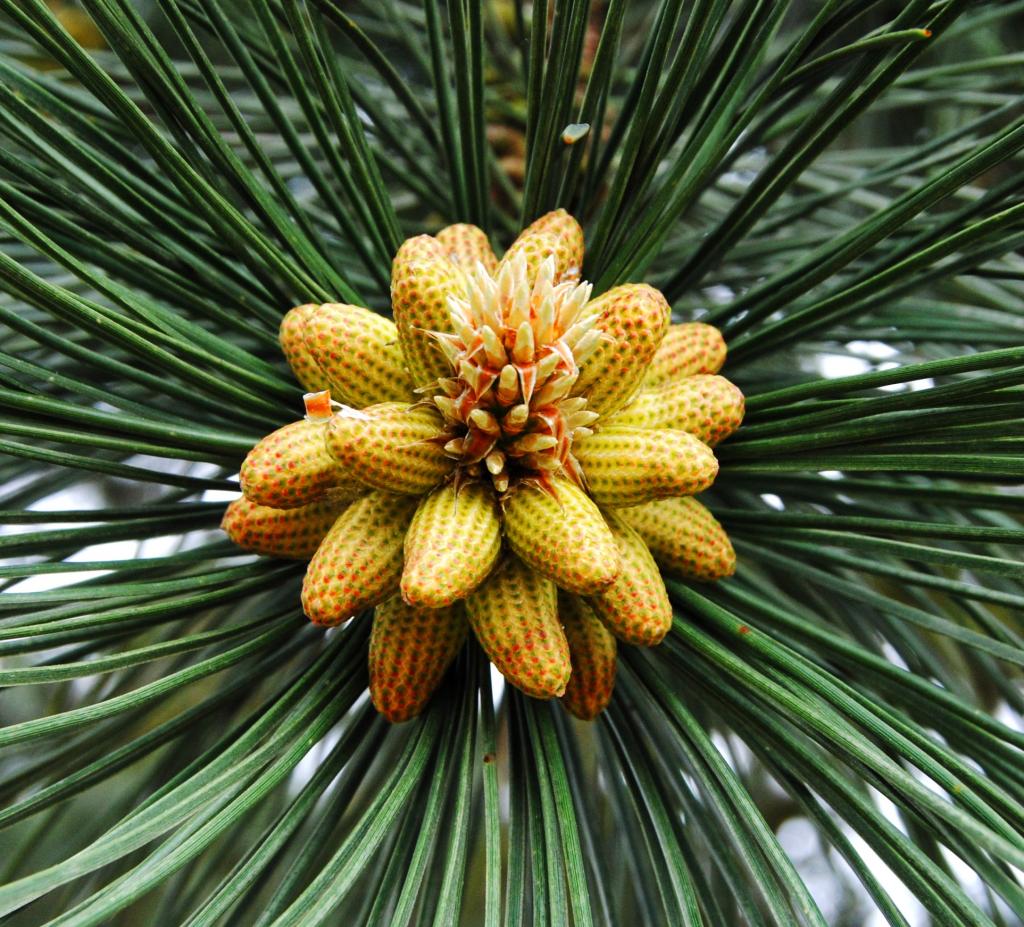 Kieferblüte