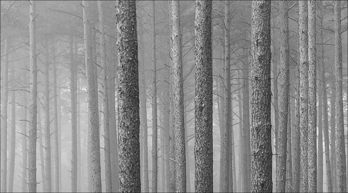 Kiefern im Nebel (1 von 1).JPG