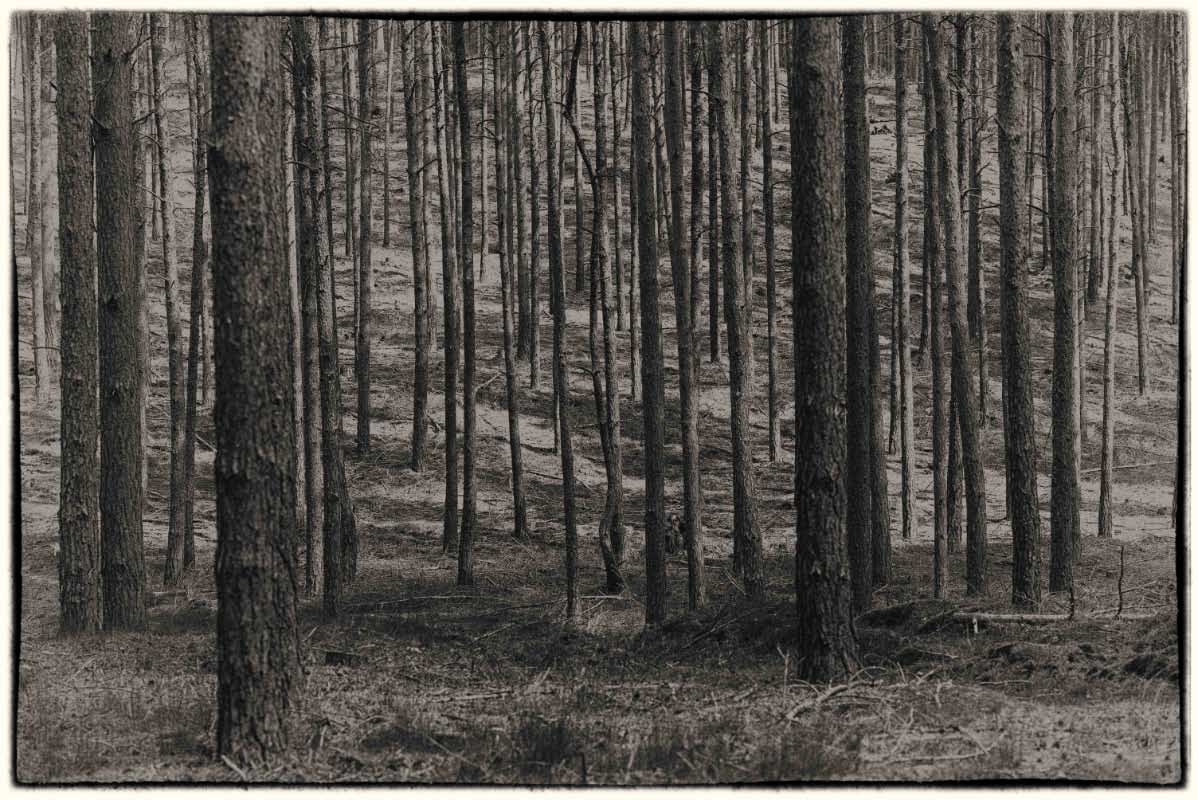 Kiefern-Monokultur BW.jpg