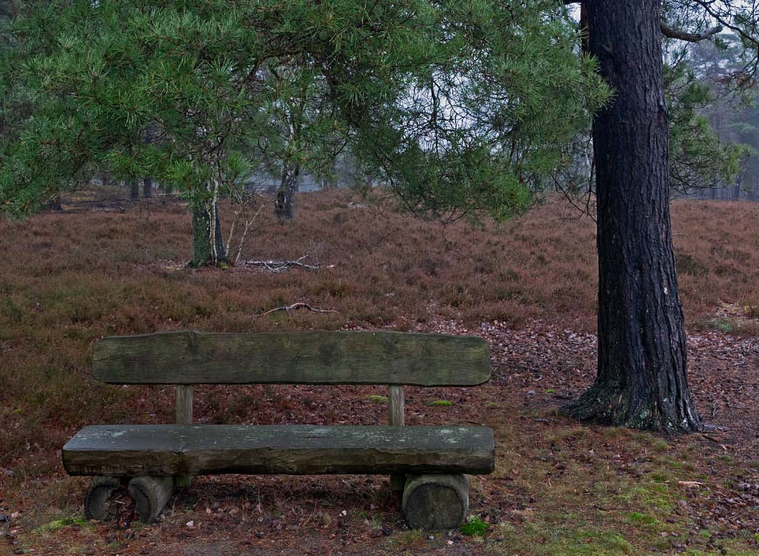 Kiefernbank.jpg
