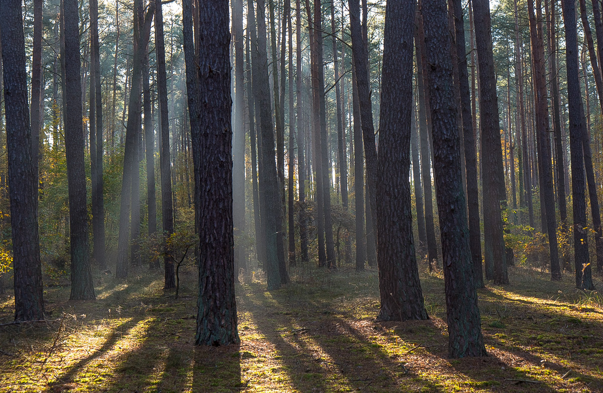 Kiefernwald (1 von 1).JPG