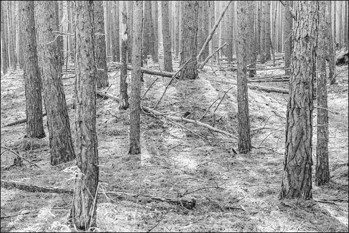 Kiefernwald (1 von 1).jpg