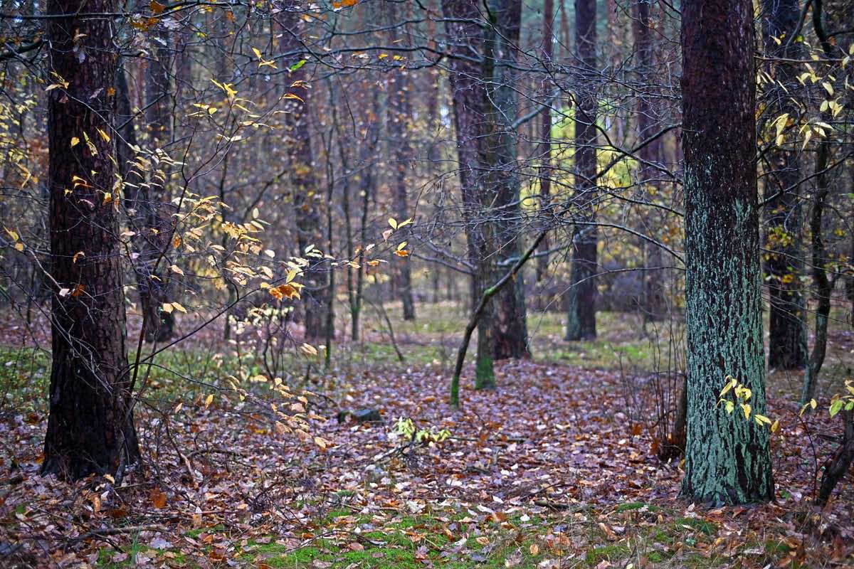 Kiefernwald 2.jpg
