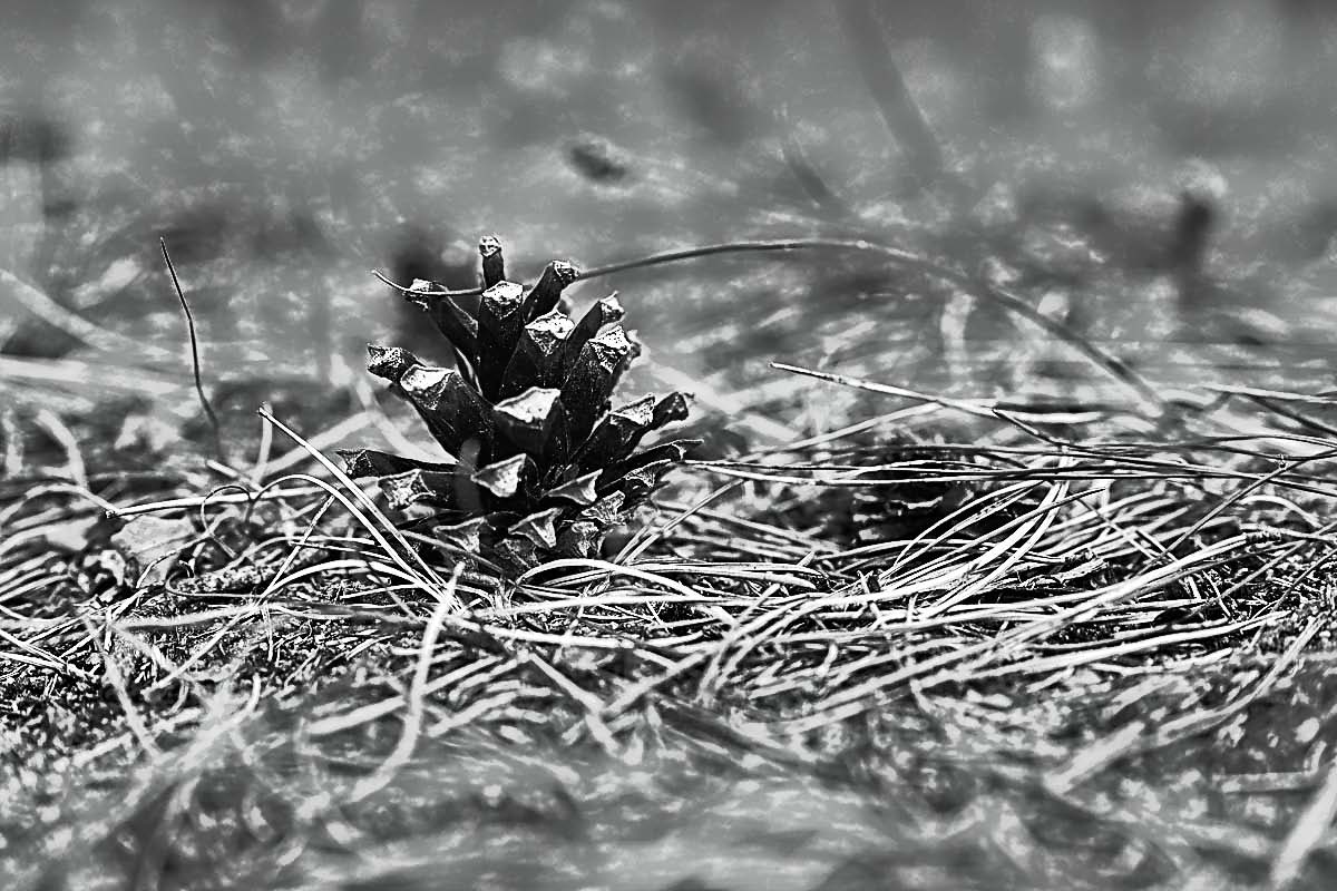 Kienapfel 1 BW.jpg