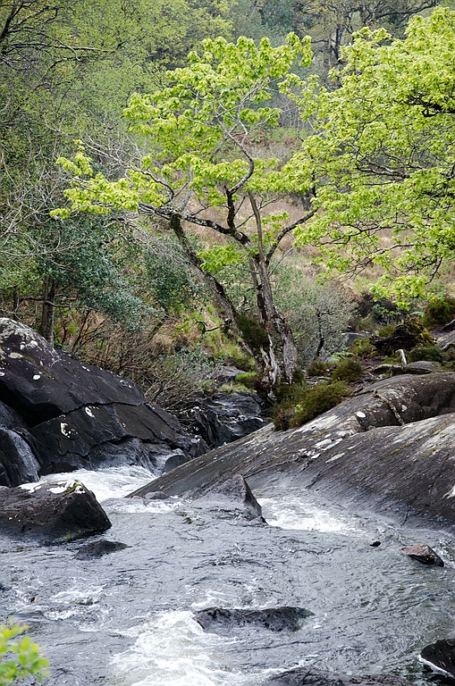 Killarney(98)