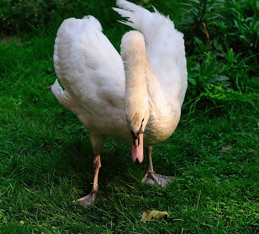 Killerschwan